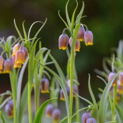 Fritillaria Uva-vulpis -UK Garden Plants Shop fritillaria uva vulpis 1 scaled