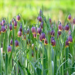 Fritillaria Uva-vulpis -UK Garden Plants Shop fritillaria uva vulpis 2 scaled