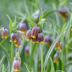Fritillaria Uva-vulpis -UK Garden Plants Shop fritillaria uva vulpis 3 scaled