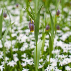 Fritillaria Uva-vulpis -UK Garden Plants Shop fritillaria uva vulpis 4