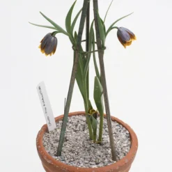 Fritillaria Uva-vulpis -UK Garden Plants Shop fritillaria uva vulpis 6 scaled