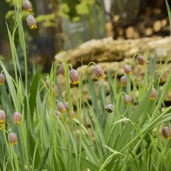 Fritillaria Uva-vulpis -UK Garden Plants Shop fritillaria uva vulpis 7 scaled
