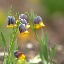 Fritillaria Uva-vulpis -UK Garden Plants Shop fritillaria uva vulpis 8 scaled