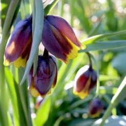 Fritillaria Uva-vulpis -UK Garden Plants Shop fritillaria uva vulpis 9 scaled