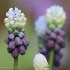 Muscari 'Grape Ice' -UK Garden Plants Shop grape ice