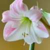 Amaryllis 'Apple Blossom' -UK Garden Plants Shop hippeastrum apple blossom 8 scaled