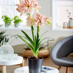 Amaryllis 'Dancing Queen' -UK Garden Plants Shop hippeastrum dancing queen 4 scaled