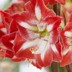 Amaryllis 'Minerva' -UK Garden Plants Shop hippeastrum minerva 9 scaled