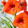 Amaryllis 'Orange Souvereign' -UK Garden Plants Shop hippeastrum orange souvereign 4 scaled