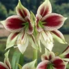 Amaryllis 'Papilio' -UK Garden Plants Shop hippeastrum papilio 1