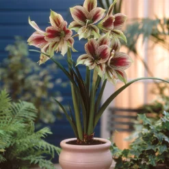 Amaryllis 'Papilio' -UK Garden Plants Shop hippeastrum papilio 2