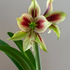 Amaryllis 'Papilio' -UK Garden Plants Shop hippeastrum papilio 3 scaled