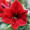 Amaryllis 'Red Lion' 1 Amaryllis 'Red Lion' -UK Garden Plants Shop hippeastrum red lion 5