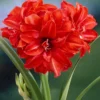 Amaryllis 'Red Peacock' -UK Garden Plants Shop hippeastrum red peacock 0 94088531 c7d6 4164 8dc5 8092c874055c scaled