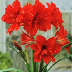 Amaryllis 'Red Peacock' -UK Garden Plants Shop hippeastrum red peacock 1