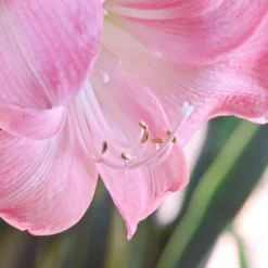 Amaryllis 'Susan' -UK Garden Plants Shop hippeastrum susan 0 scaled