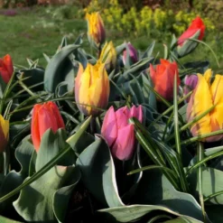 Tulip Collection 'Irene's Heirloom' -UK Garden Plants Shop irene s heirloom tulip collection 10