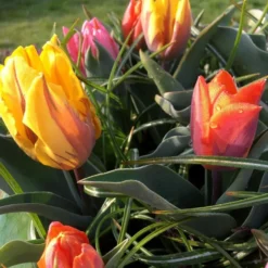 Tulip Collection 'Irene's Heirloom' -UK Garden Plants Shop irene s heirloom tulip collection 12