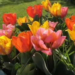 Tulip Collection 'Irene's Heirloom' -UK Garden Plants Shop irene s heirloom tulip collection 7