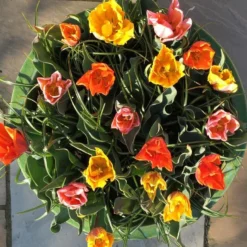 Tulip Collection 'Irene's Heirloom' -UK Garden Plants Shop irene s heirloom tulip collection 8