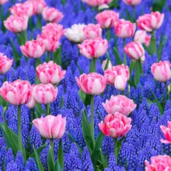 Collection 'Magenta Magic' -UK Garden Plants Shop magic magenta 2