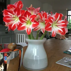Amaryllis 'Minerva' -UK Garden Plants Shop minerva2