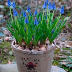 Muscari Armeniacum -UK Garden Plants Shop muscari armeniacum 10