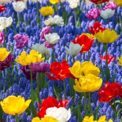 Muscari Armeniacum -UK Garden Plants Shop muscari armeniacum 11