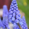 Muscari Armeniacum -UK Garden Plants Shop muscari armeniacum 2