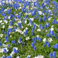 Muscari Armeniacum -UK Garden Plants Shop muscari armeniacum 3
