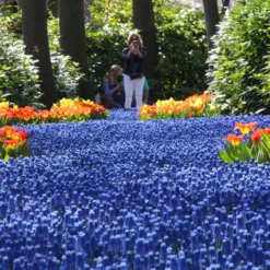 Muscari Armeniacum -UK Garden Plants Shop muscari armeniacum 7