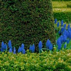 Muscari Armeniacum -UK Garden Plants Shop muscari armeniacum 9