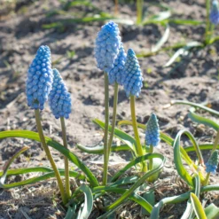 Muscari 'Baby's Breath' -UK Garden Plants Shop muscari baby s breath 1 scaled