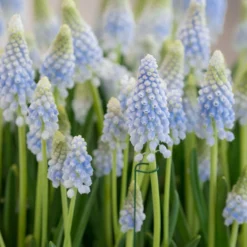 Muscari 'Baby's Breath' -UK Garden Plants Shop muscari baby s breath 2 scaled
