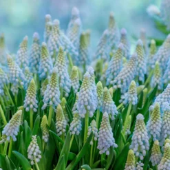 Muscari 'Baby's Breath' -UK Garden Plants Shop muscari baby s breath 3 scaled