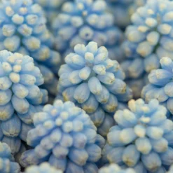 Muscari 'Baby's Breath' -UK Garden Plants Shop muscari baby s breath 4 scaled