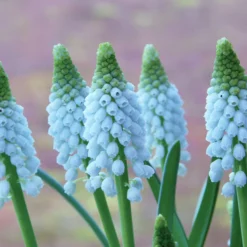 Muscari 'Baby's Breath' -UK Garden Plants Shop muscari baby s breath 5