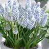 Muscari 'Baby's Breath' -UK Garden Plants Shop muscari baby s breath 7