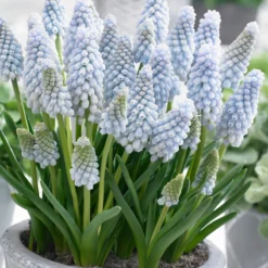 Muscari 'Baby's Breath'