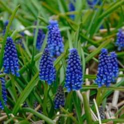 Muscari 'Bling Bling' -UK Garden Plants Shop muscari bling bling 1 scaled