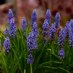 Muscari 'Bling Bling' -UK Garden Plants Shop muscari bling bling 10 scaled