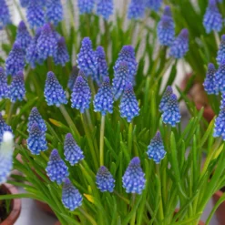 Muscari 'Bling Bling' -UK Garden Plants Shop muscari bling bling 2 scaled