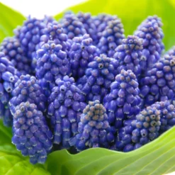 Muscari 'Bling Bling' -UK Garden Plants Shop muscari bling bling 3 scaled