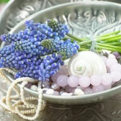 Muscari 'Bling Bling' -UK Garden Plants Shop muscari bling bling 7