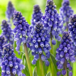 Muscari 'Bling Bling' -UK Garden Plants Shop muscari bling bling 8