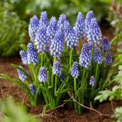 Muscari 'Bling Bling' -UK Garden Plants Shop muscari bling bling 9