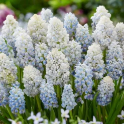 Muscari 'Nature's Beauty' -UK Garden Plants Shop muscari double beauty 3 scaled