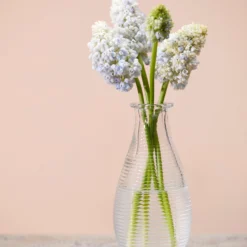 Muscari 'Nature's Beauty' -UK Garden Plants Shop muscari double beauty 4 scaled