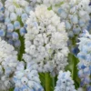 Muscari 'Nature's Beauty' -UK Garden Plants Shop muscari double beauty 7
