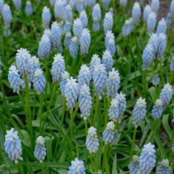 Muscari 'Esther' -UK Garden Plants Shop muscari esther 1 scaled